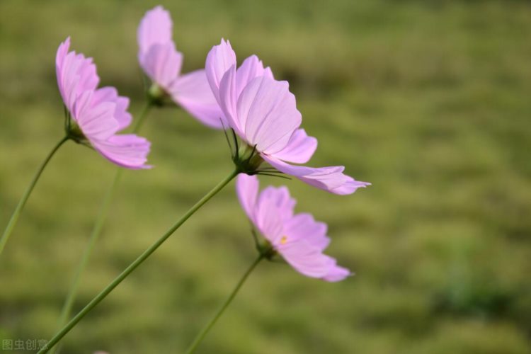 小说：蔓草菁菁长（第六章：电脑培训）