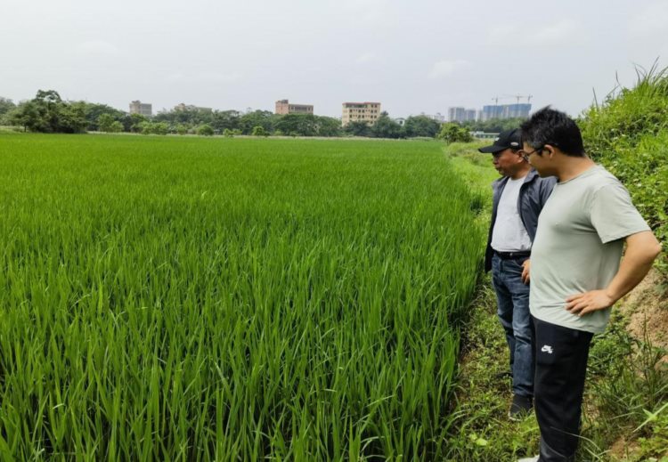 江苏沿海地区农业科学研究所专家到灵山镇桥东村开展水稻育种种植技术培训会
