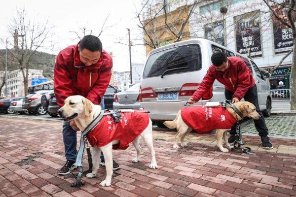 为了盲人安心出行——探访中国导盲犬大连培训基地
