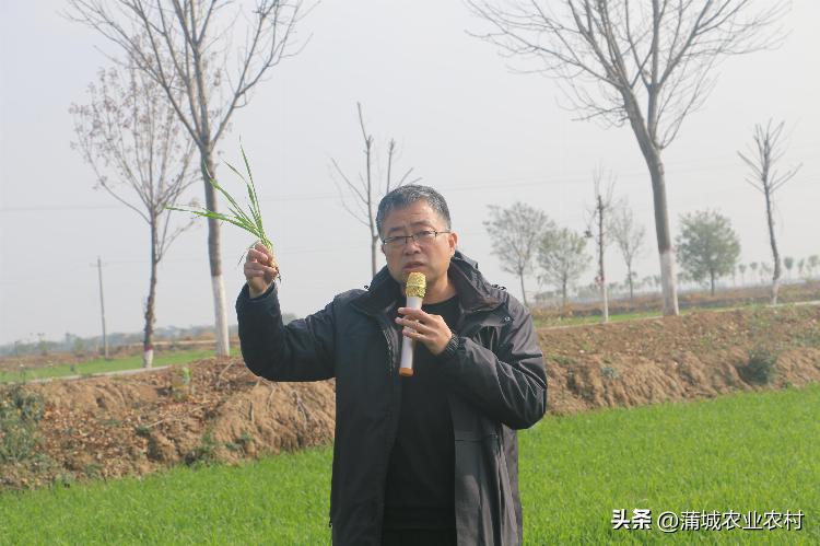 蒲城县2022年小麦技术指导培训会