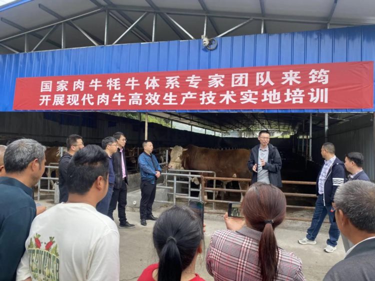 国家肉牛牦牛产业技术体系到筠连县开展现代肉牛高效生产技术培训