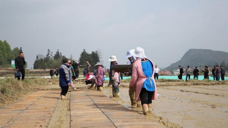 贵州省水稻机械化育秧现场培训会在三都召开