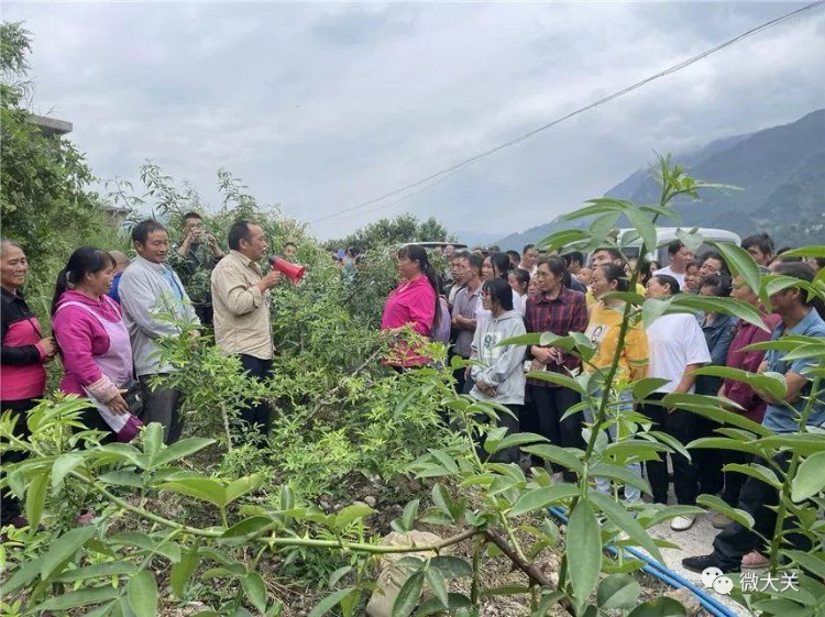 【悦享丰收季·喜迎二十大】悦乐镇：开展花椒管理技术培训 助力群众增产增收