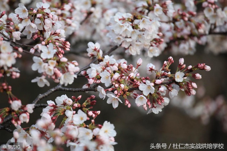 最好的西点蛋糕面包烘焙培训学校之日本菓子专门学校