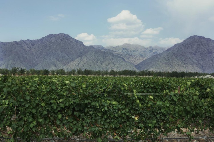 峥嵘十年｜宁夏葡萄酒的“野心”：打造产值千亿世界一流产区