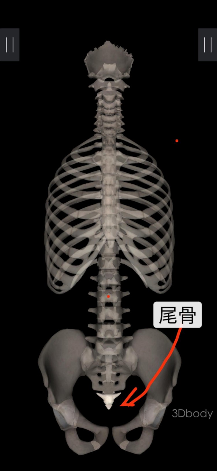 瑜伽教练培训级别体式精讲，从脚到头都是点，练瑜伽先学会“站”