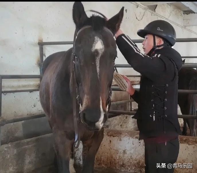 大陆马：新疆马业协会会长姚新奎为伊犁州马术人才培训班现场授课