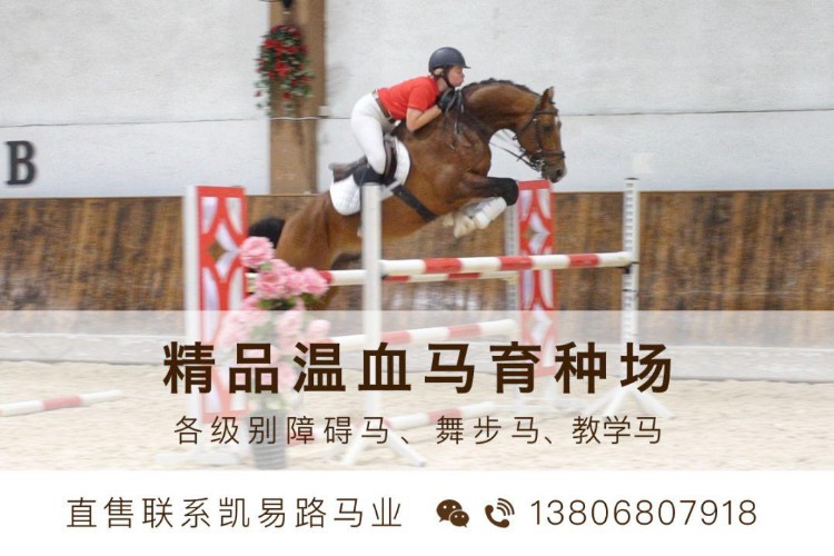 「专访」中国马术协会刘骦：马兽医不仅是兽医，还是赛事裁判
