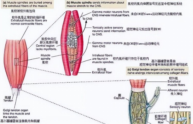 教你学按摩