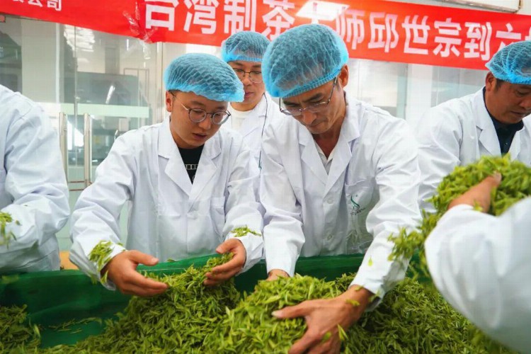水城春邂逅台湾绿茶，这场春茶生产技术交流培训是真妙