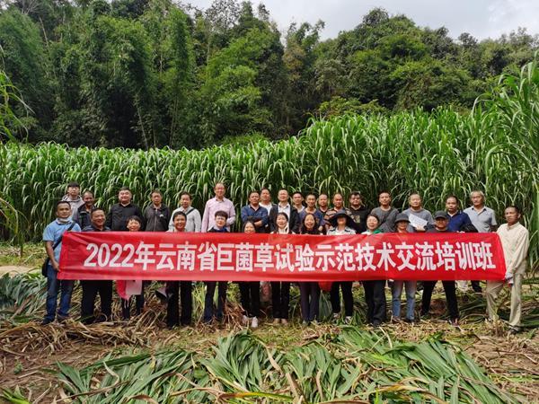 2022年巨菌草试验示范技术交流培训班在普洱市思茅区举办