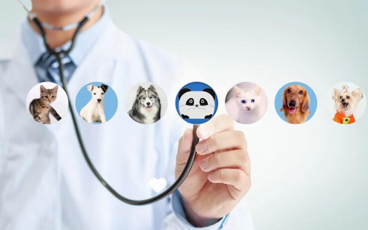 晓智干货丨2023年，宠物医院有哪些优化可以做？