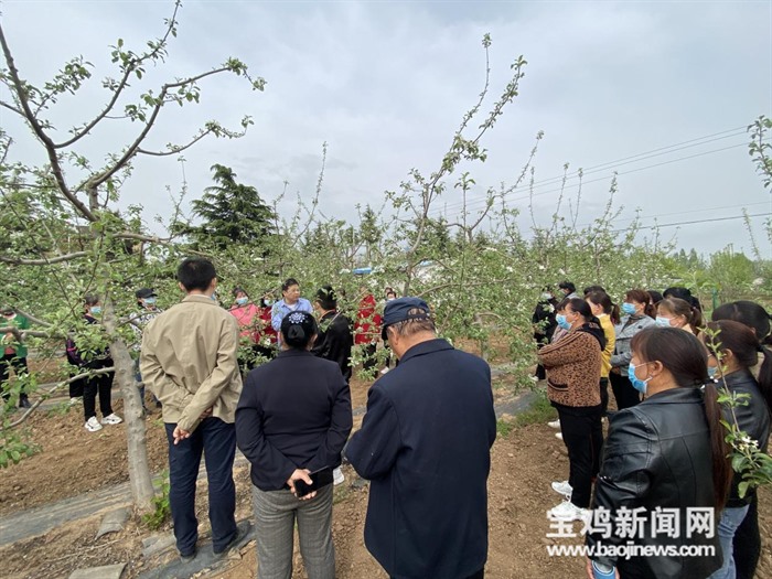 宝鸡千阳县：定制网红培训“套餐”拓宽农户苹果销售渠道