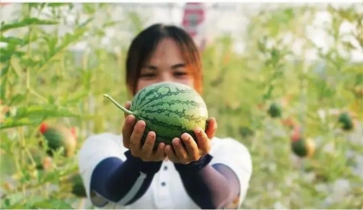 除了人从众景点，广州白云还有这些地方等你来打卡