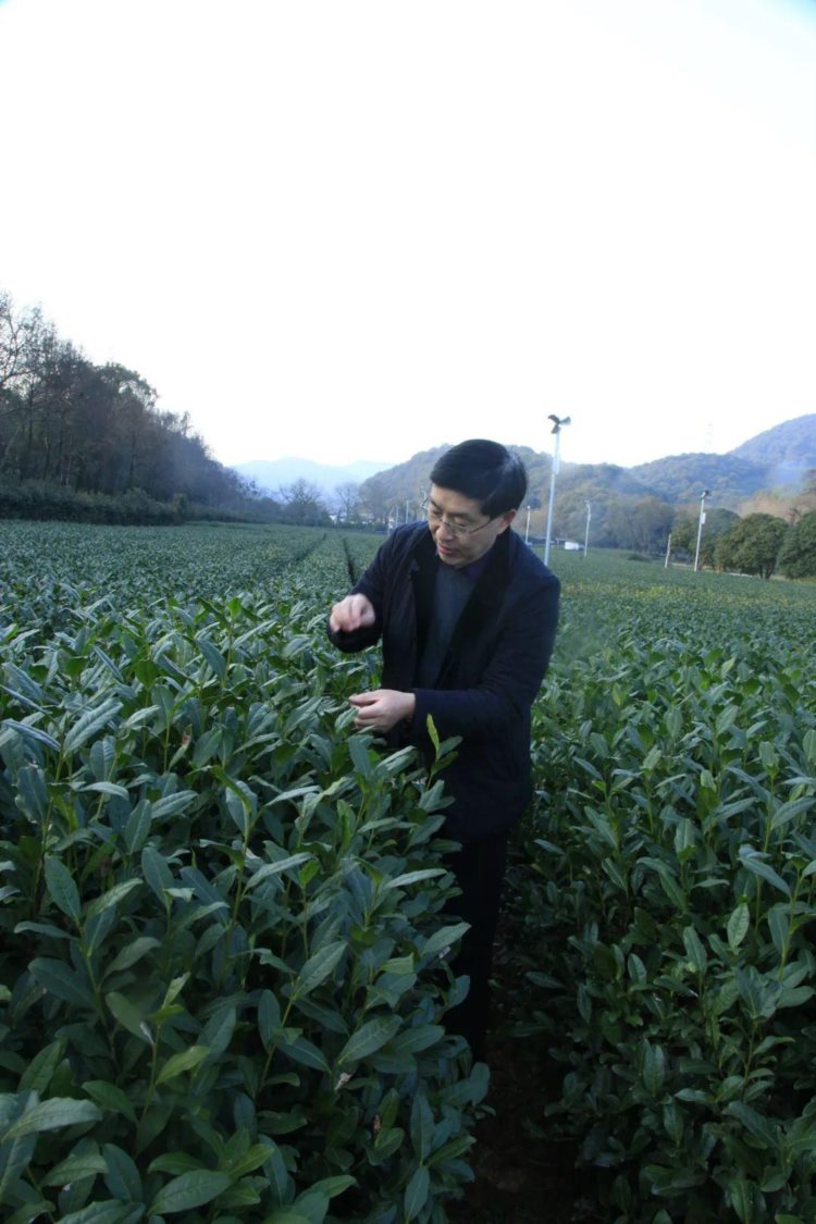 茶培训 | 中国茶科所2023年茶业人才培养计划，重磅发布