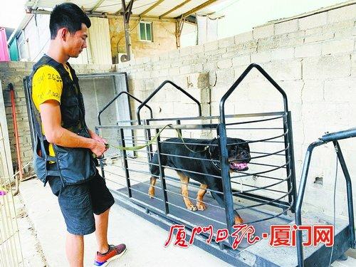 厦门市部分动物培训机构生意不错 近期宠物减肥班较火爆