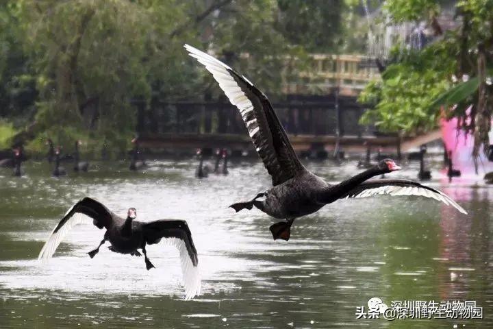 小小宣讲员限量招募！199元专属年卡来袭~全年畅游 特色培训