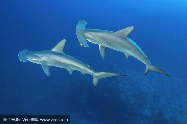 “海洋猎手”双髻鲨的锤子头有什么用？