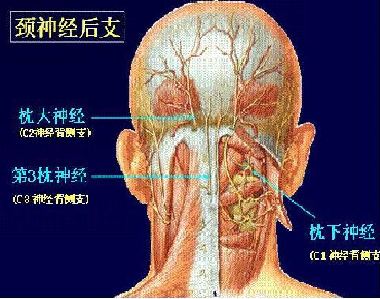 “我想拧掉脑袋！”杭州15岁学霸一刷题就头痛欲裂！医生：这个习惯太差了，家长一定要看