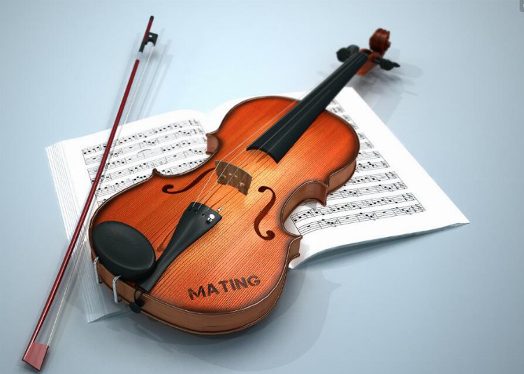 成年人也能学会小提琴？答案是肯定的！成为演奏家很难但学会不难