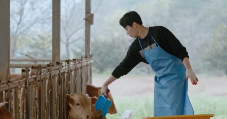 韩国恋综真敢拍！成人女演员谈纯爱，鲜肉偶像去养牛，我却看哭了