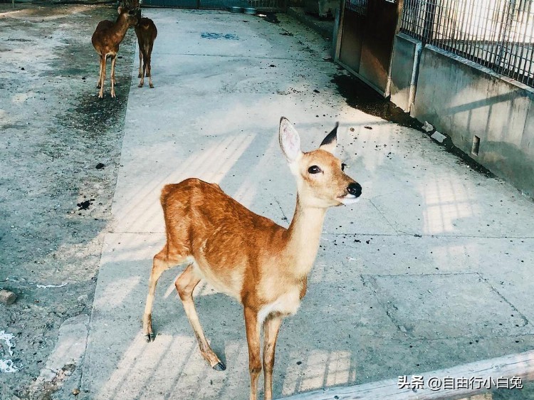 北京动物园游玩攻略：与动物们亲密接触的乐园