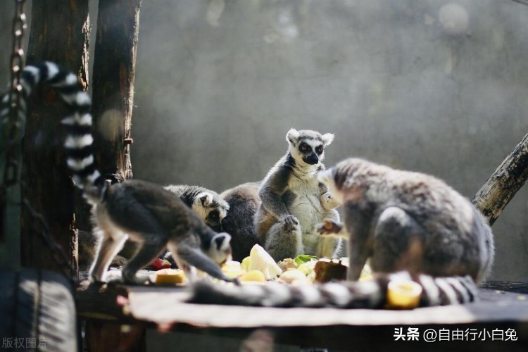 北京动物园游玩攻略：与动物们亲密接触的乐园