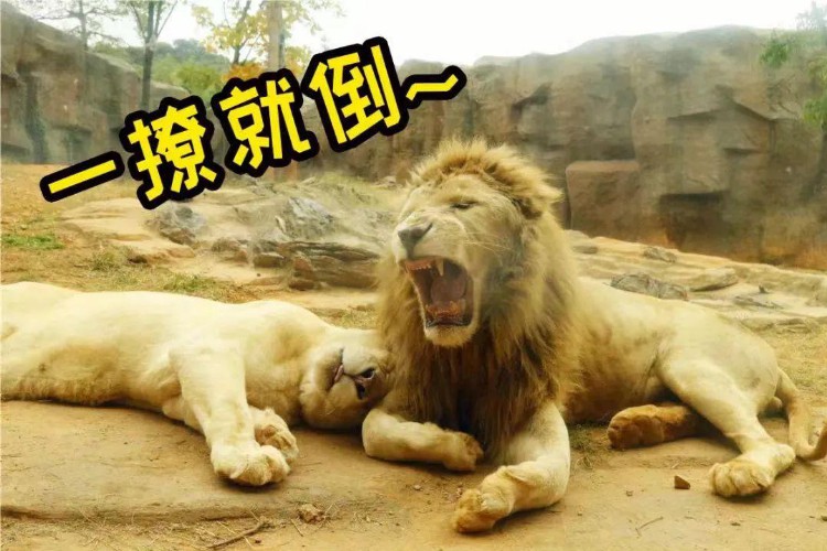 来自杭州的“齐刘海”狮子在广州火了，我们找到了原主人，它原来发型不是这样的，杭州还有它的小伙伴