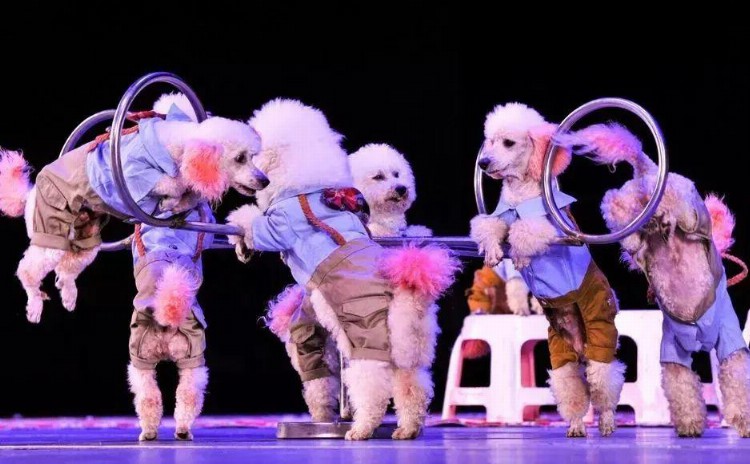 国际巨型木偶马戏团震撼来袭，来天华牡丹万象门票免费领取！