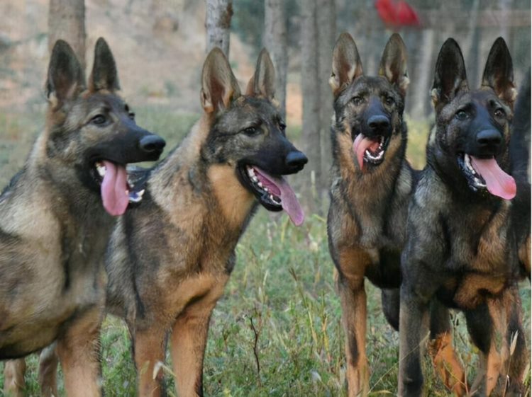国家顶级护卫犬：昆明犬，你了解多少？