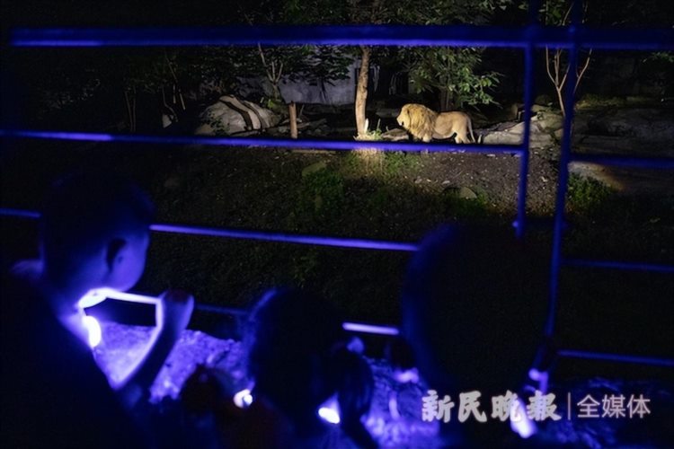 大小童分开游 成人专场火爆 上海动物园今年首场夜游昨晚举行