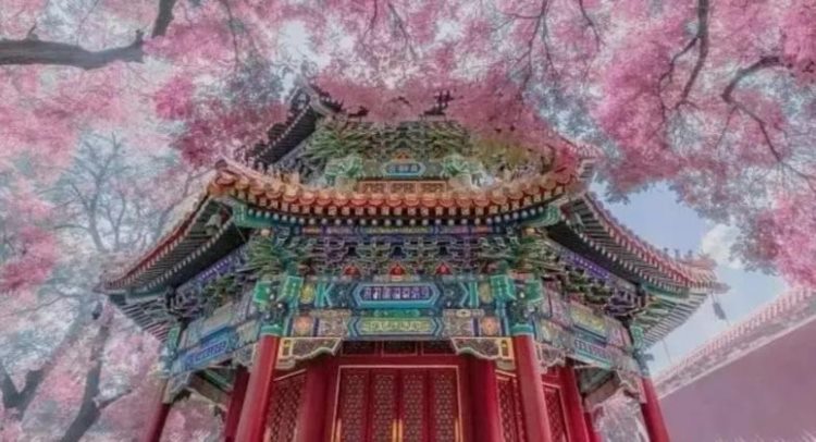 访古赏花两不误！春日草长莺飞，北京这8所寺庙值得驻足静心