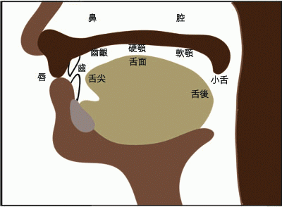 播音主持及配音基础训练：口部操