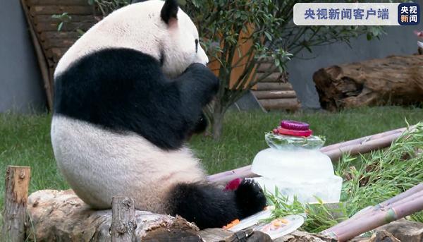 抱着啃、坐着咬……大熊猫“毛竹”过生日享受豪华“冰蛋糕”