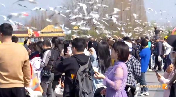 “太不雅观！太恶劣！太不应该了！”男子手举面包抓海鸥