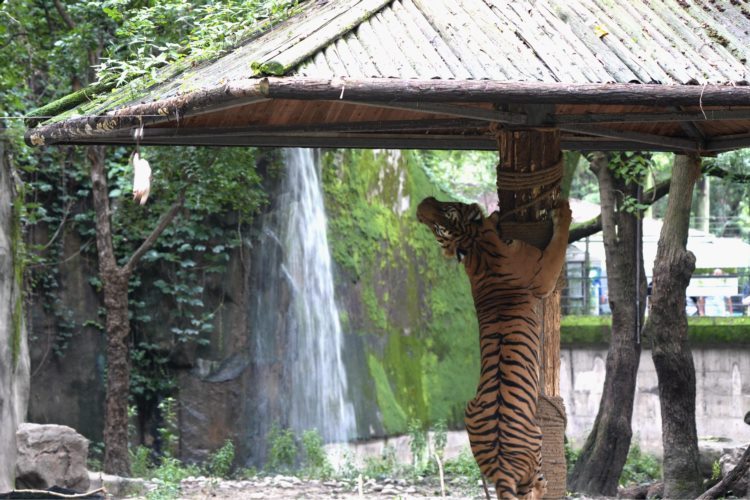 爱护老虎，守护和谐共生美好家园——记者探访全国多个老虎基地