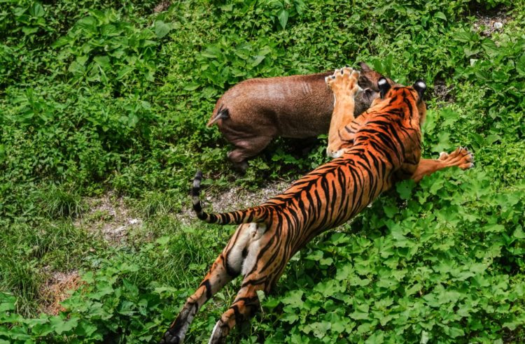 爱护老虎，守护和谐共生美好家园——记者探访全国多个老虎基地