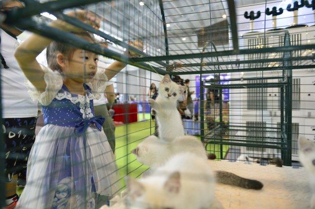 快来“吸猫吸狗”！第六届昆明东盟宠物博览会开幕了