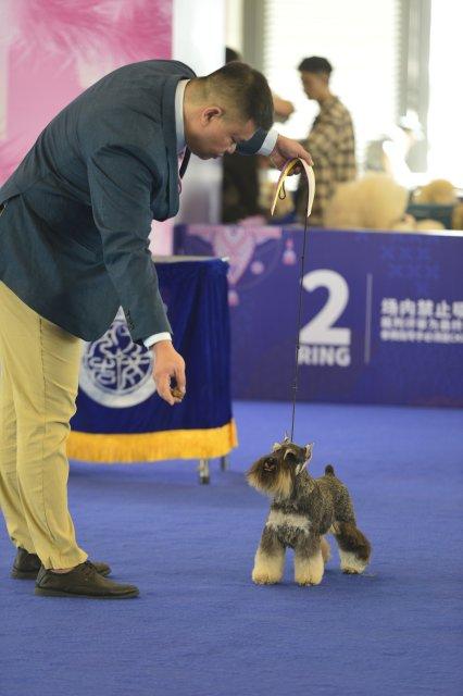 快来“吸猫吸狗”！第六届昆明东盟宠物博览会开幕了