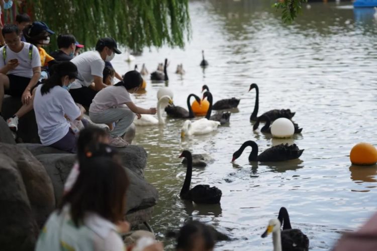我、天一和小旭都去了上海野生动物园，强烈推荐去玩一次！