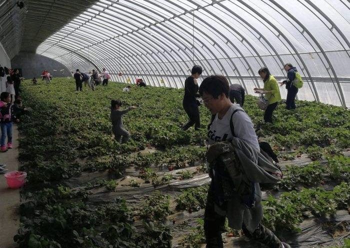 吉林省荣发生态园：新鲜的水果蔬菜等你来摘！