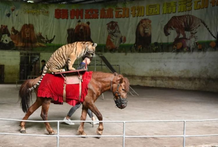 赣州森林动物园“双节同庆 免费任性”主题活动疯狂来袭！！！