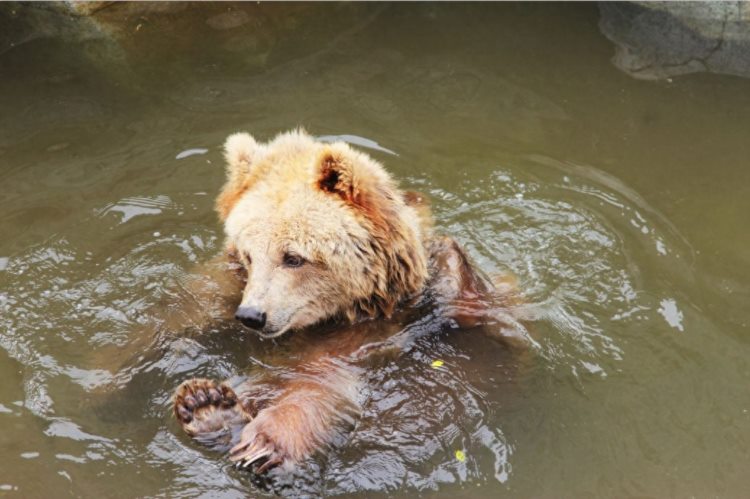五一疯狂动物城，赣州森林动物园约起！50元畅游207天…