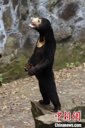 杭州动物园“黑熊”被疑“人假扮” 官方回应是真熊