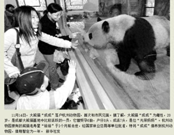 春生，香果！杭州动物园即将上新一对“滚滚”，“行李”正在打包中