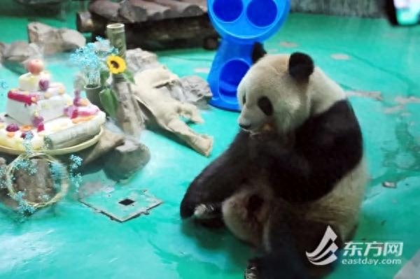 全城瞩目！这位上海“顶流”过生日！是你的心上熊吗？