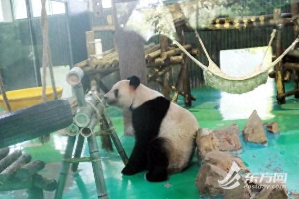 全城瞩目！这位上海“顶流”过生日！是你的心上熊吗？