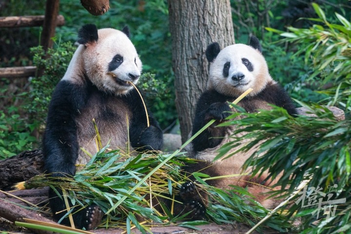 “春生”“香果”明天见！杭州动物园大熊猫馆明起开馆迎客，每天限流5000人，今晚8点开放预约，详细攻略来了！