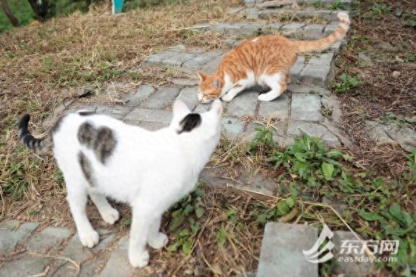 “猫岛”上的流浪猫，找到新家了吗？回访上海首个城市流浪猫管理中心