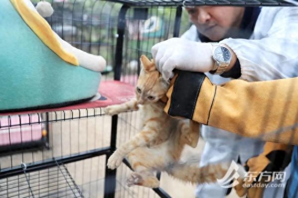 “猫岛”上的流浪猫，找到新家了吗？回访上海首个城市流浪猫管理中心